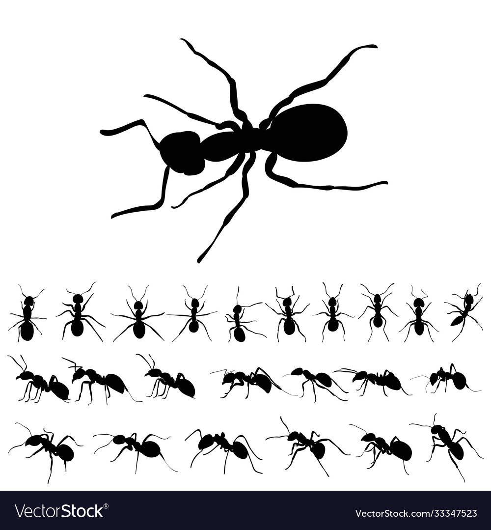 Set ants silhouettes Royalty Free Vector Image