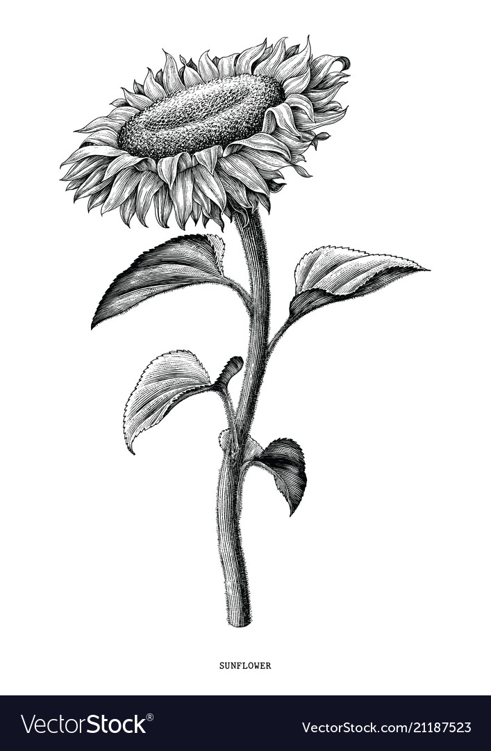 Free Free 265 Flower Clipart Sunflower Svg Black And White SVG PNG EPS DXF File