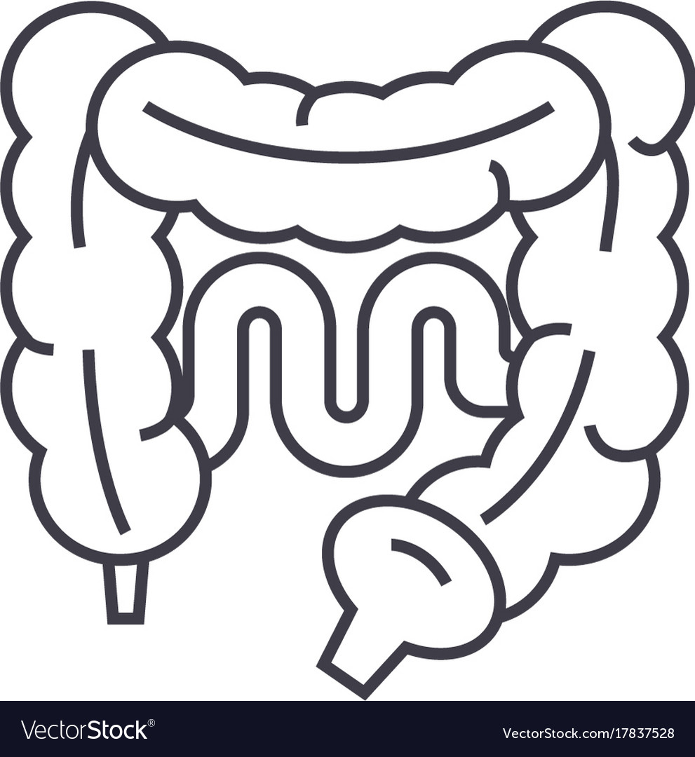 Intestine Line Icon