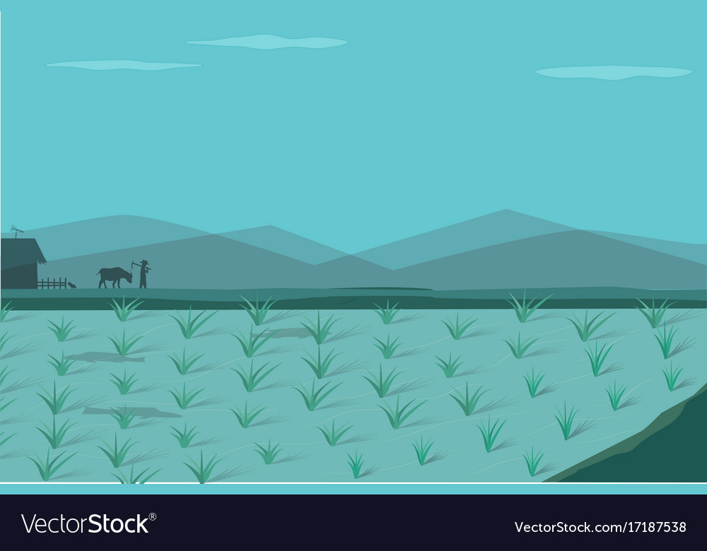 rice-field-in-morning-royalty-free-vector-image