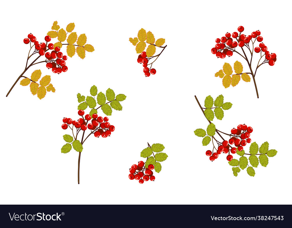 Set rowan branches with red berries