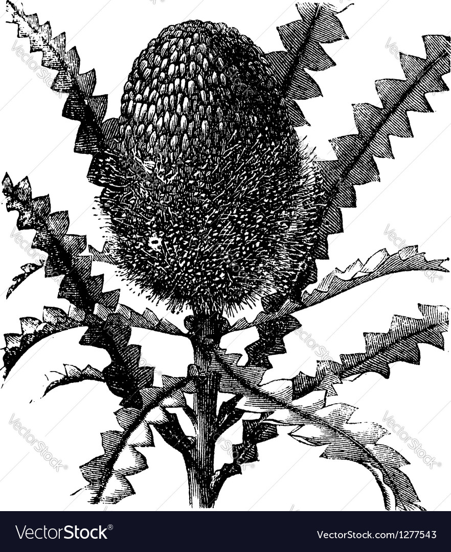 Showy Banksia vintage engraving Royalty Free Vector Image