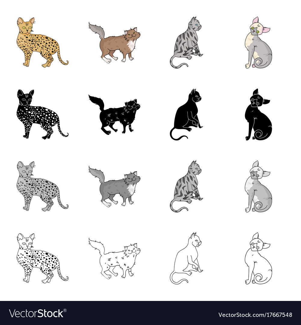 Cat Breed Savannah Norwegian Forest Cat American Vector Image