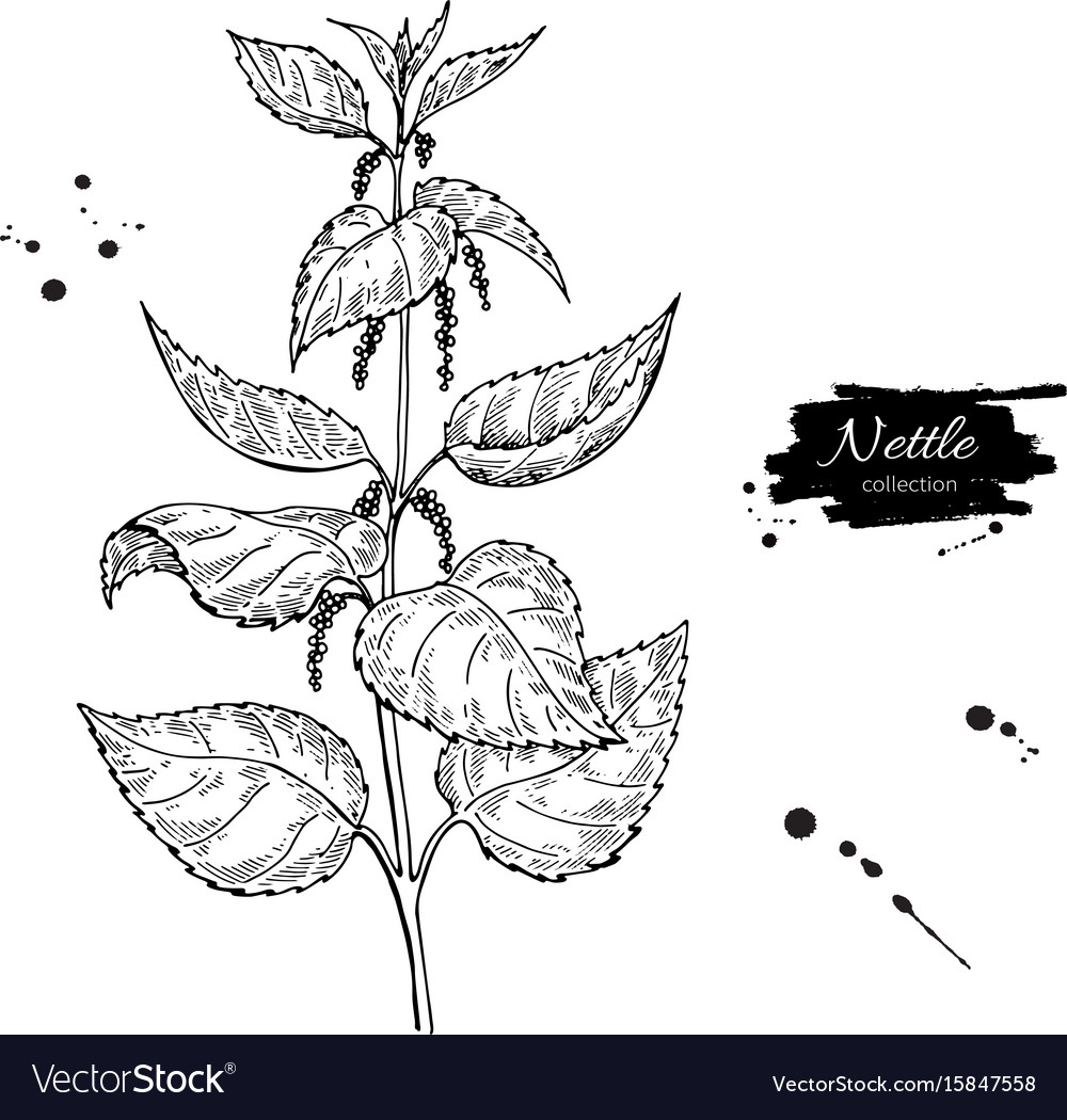 Nettle drawing isolated medical plant with Vector Image