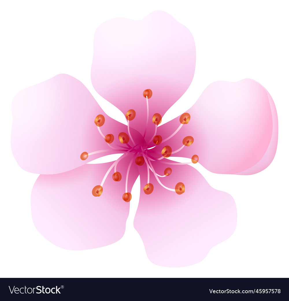 Pink flower realistic bloom romantic pastel Vector Image