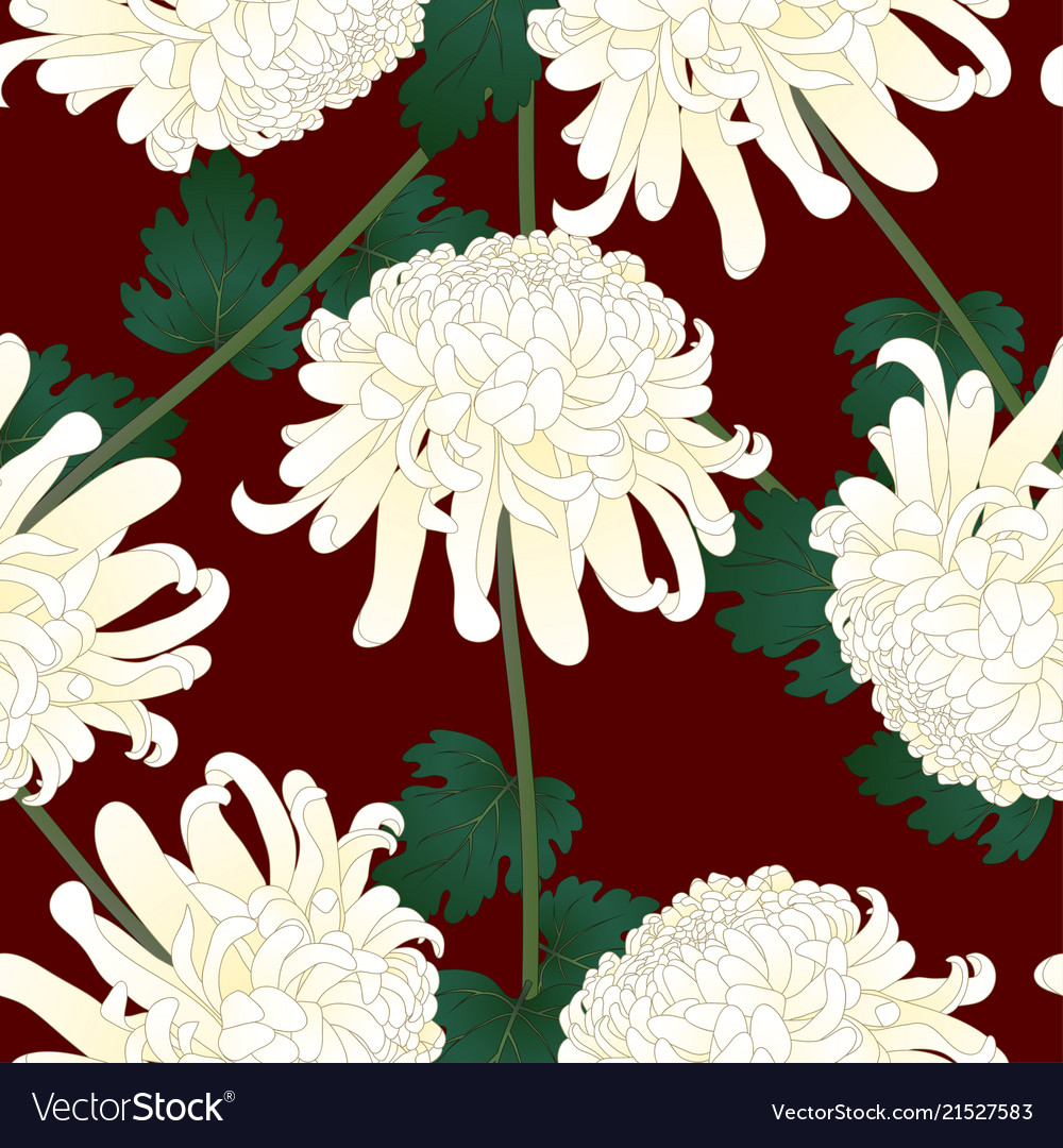 White chrysanthemum flower on red background Vector Image