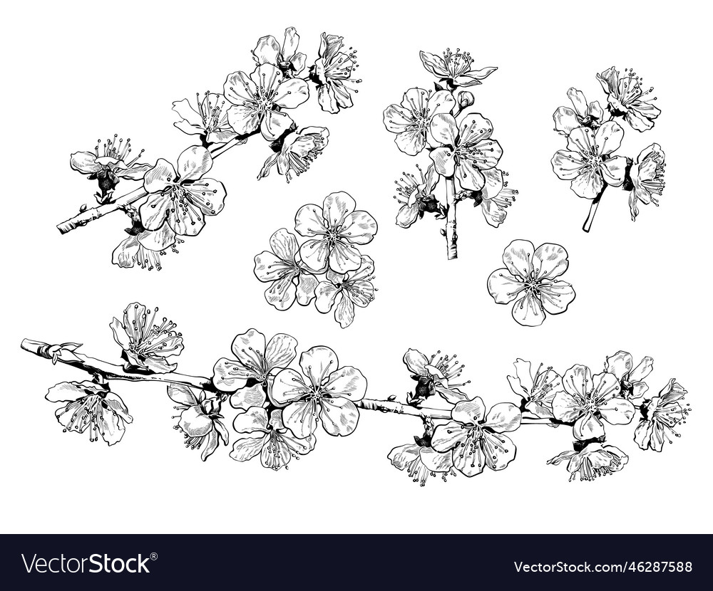 Hand drawn set of cherry blossom flowers Vector Image