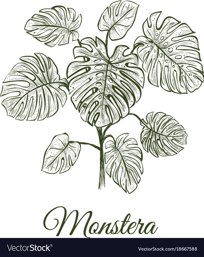 Monstera plant skech monstera hand drawing Vector Image