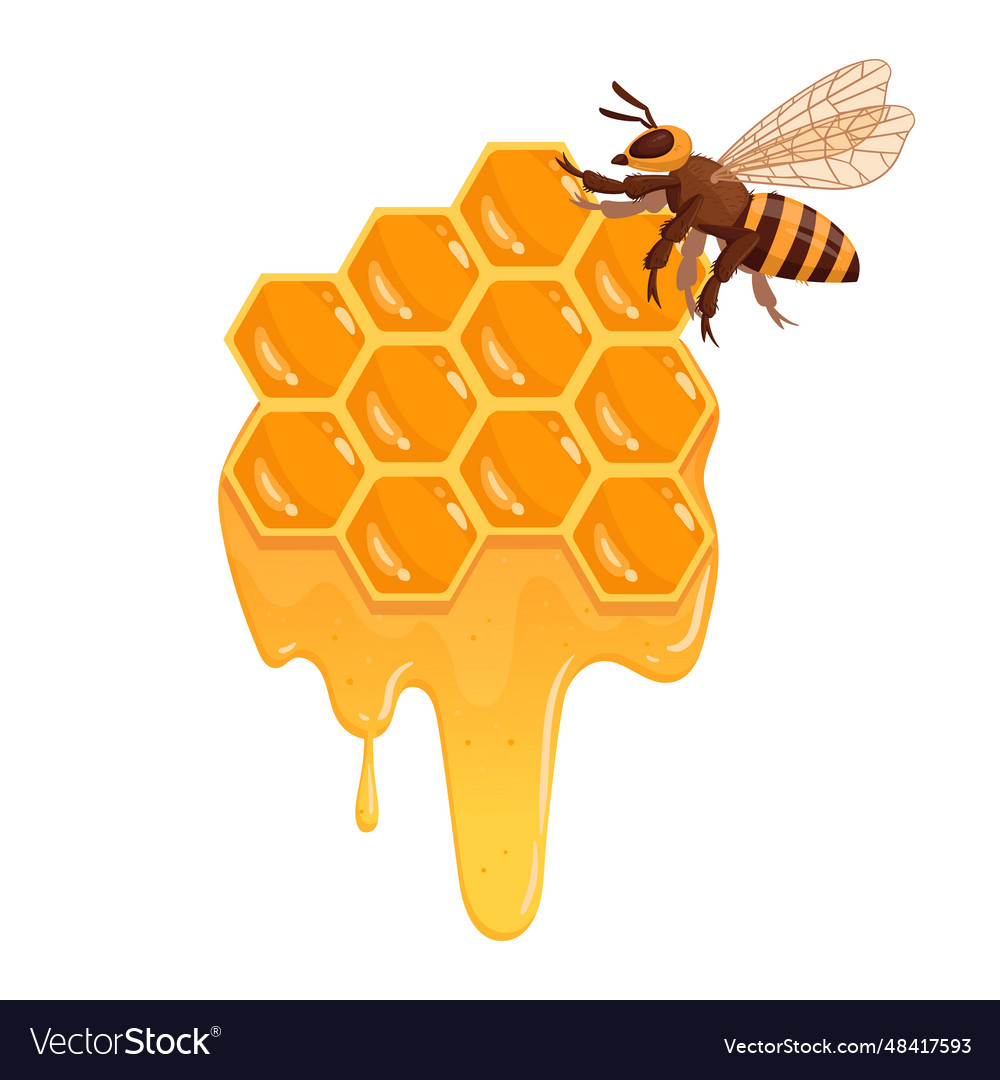 Cartoon Honeycomb Honey Bee Sitting On Honeycomb Vector Image 6041