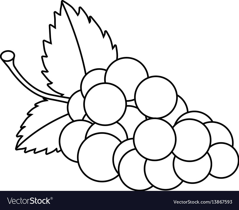 Line drawing fruit Royalty Free Vector Image - VectorStock