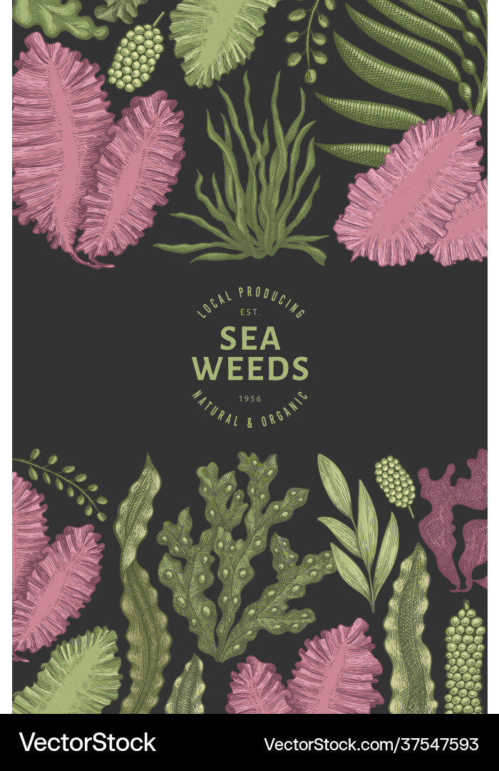 Seaweed design template hand drawn seaweeds Vector Image