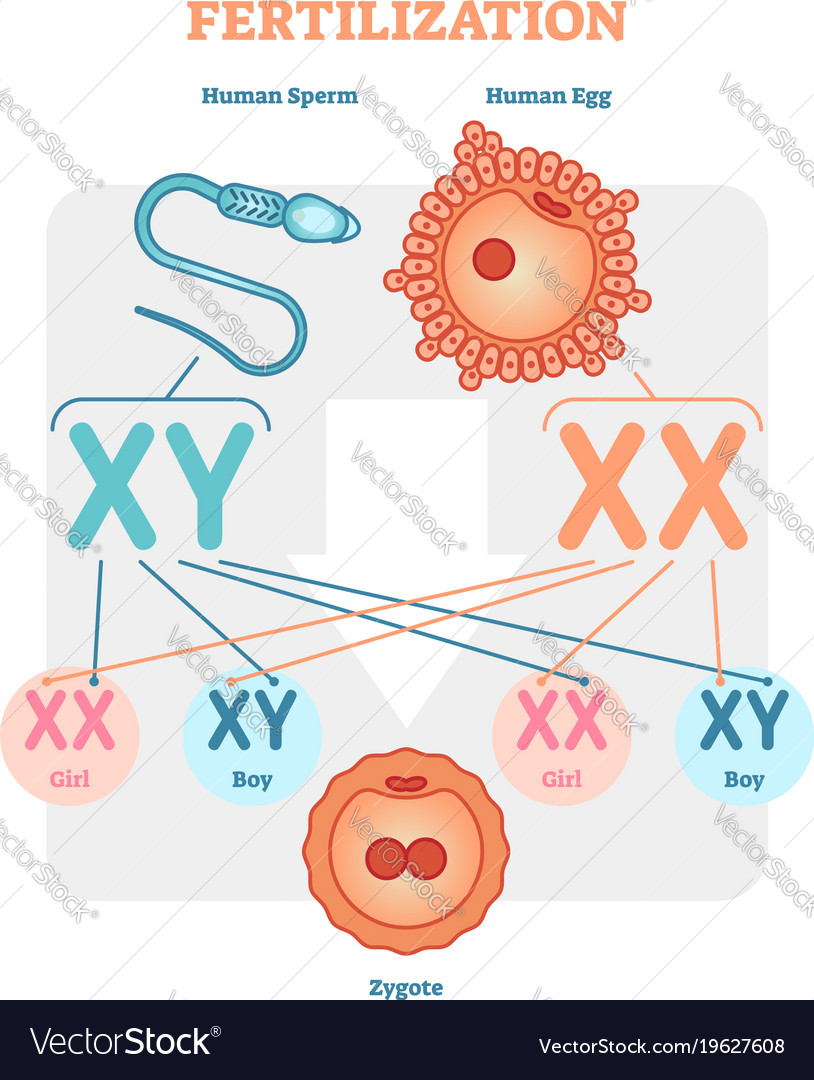 Fertilization Diagram With Human Sperm Human Egg Vector Image 