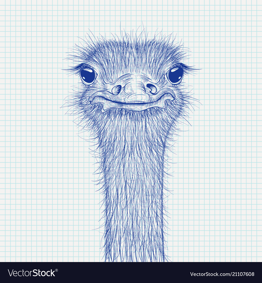 Ostrich sketch head closeup on lined paper