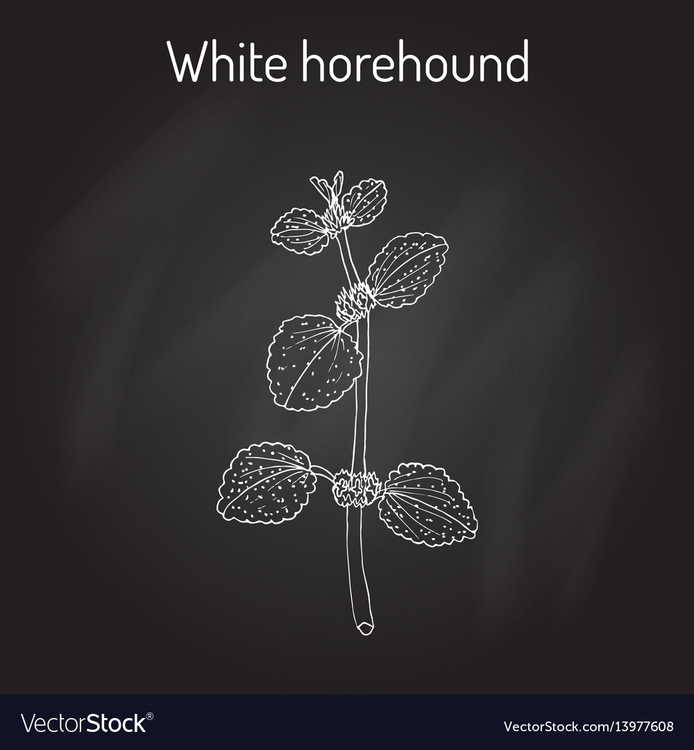 Weiße horehound marrubium vulgare medical