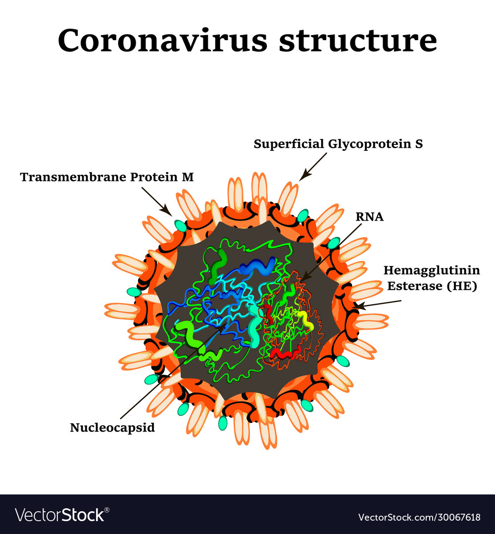 Coronavirus the structure chinese Royalty Free Vector Image