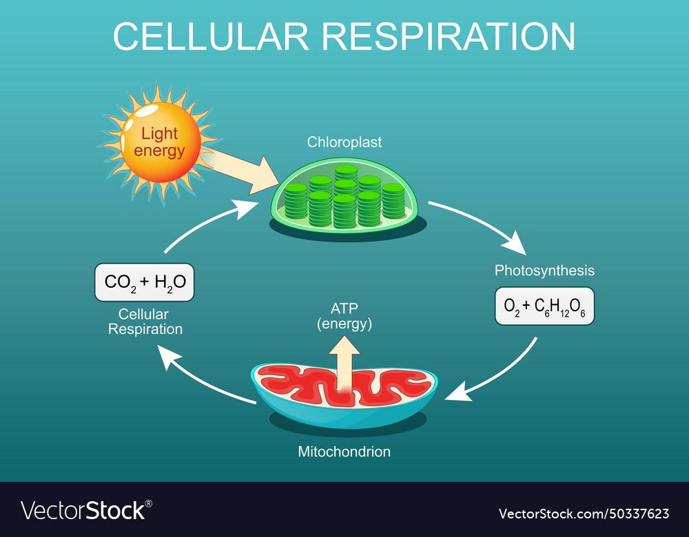 Cellular respiration pocesses of aerobic Vector Image