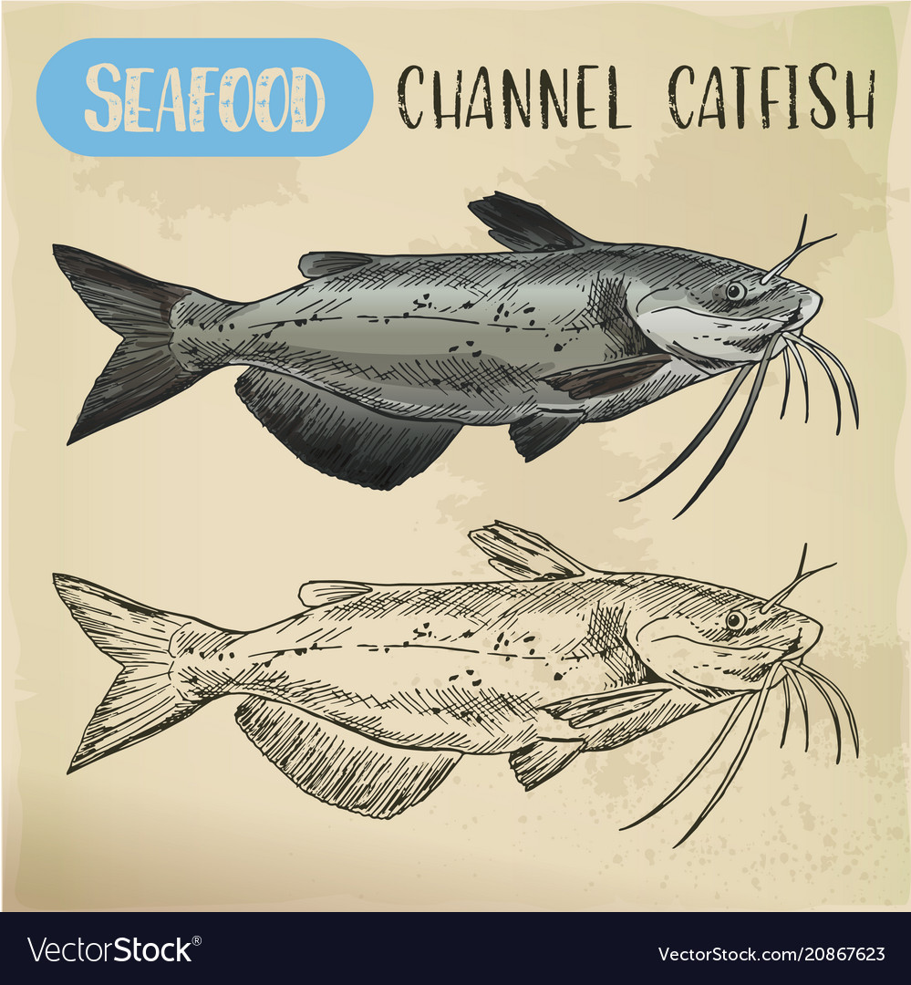 Channel catfish sketch seafood and fish Royalty Free Vector