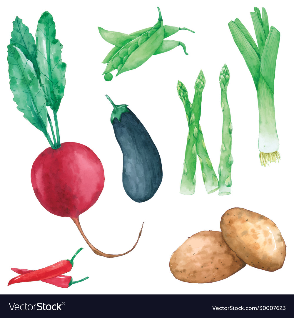 Watercolor Vegetable Set