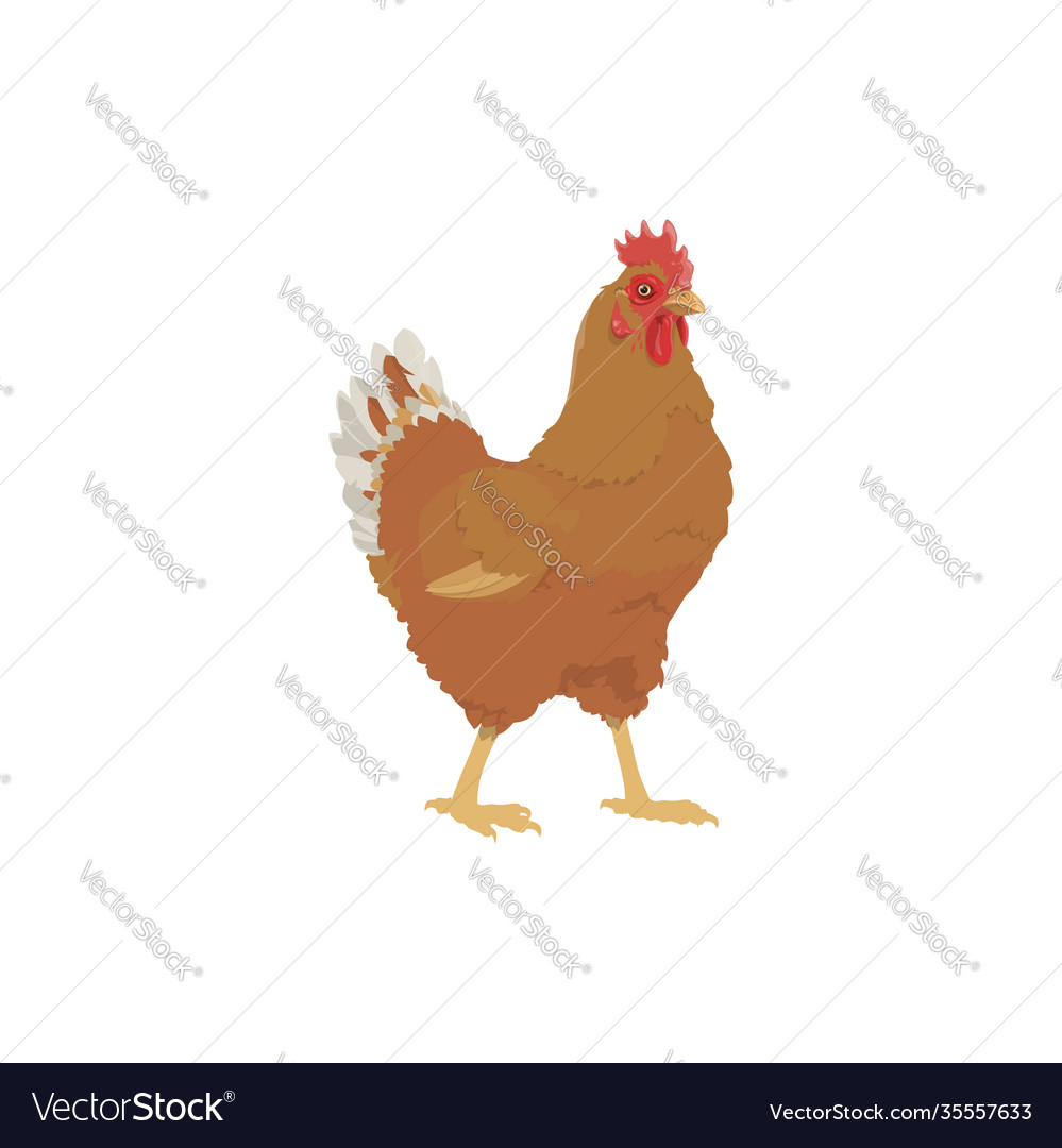 Chicken Hen Farm Bird Icon Agriculture Poultry Vector Image 2925