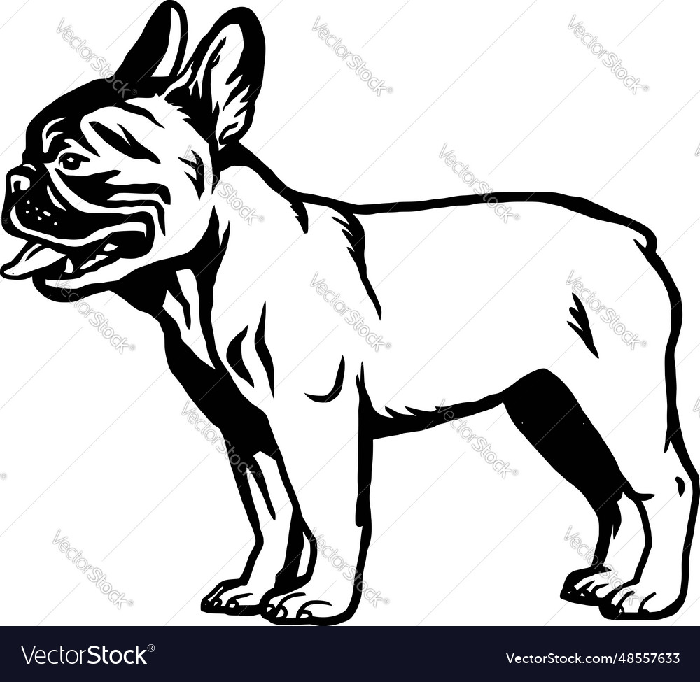 Schöne französische Bulldogge Portrait