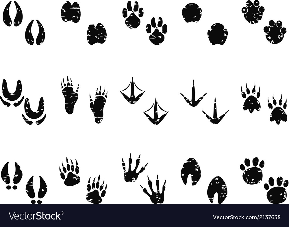 Grungy animal footprint track icon Royalty Free Vector Image Grungy animal footprint track icon Royalty Free Vector Image