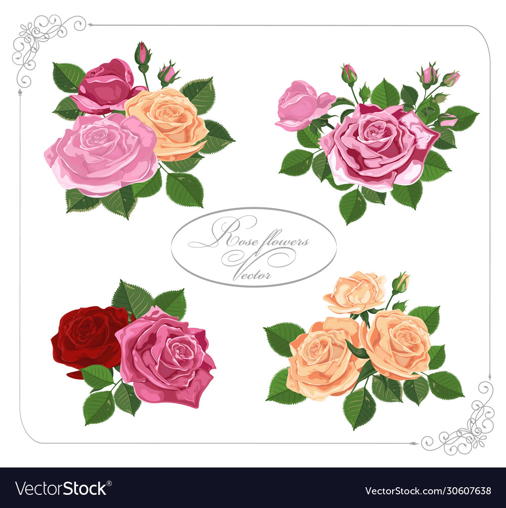 Rose design elements isolated on background Vector Image Rose design elements isolated on background