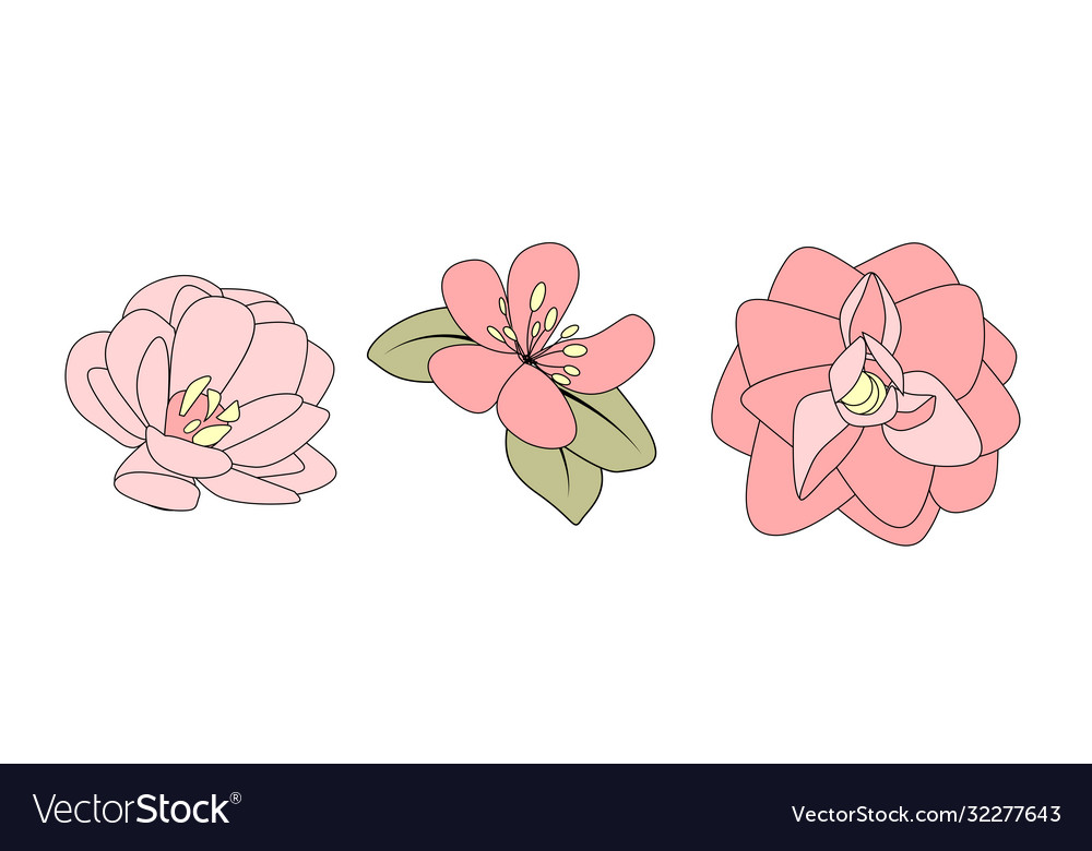 Hand drawn flower isolated on white vector image Hand drawn flower isolated on white