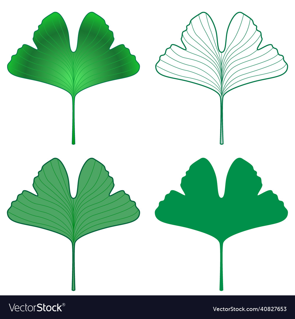 Ginkgo biloba leaf set