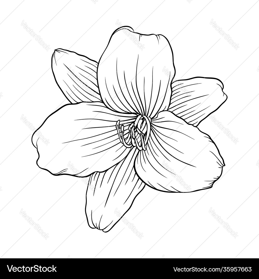 Black and white lily isolated on white background Vector Image
