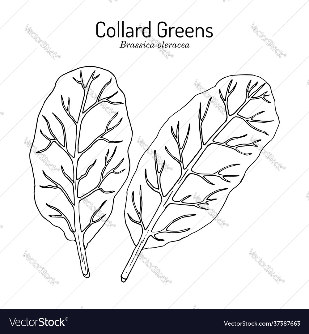 Collard greens brassica oleracea south carolina