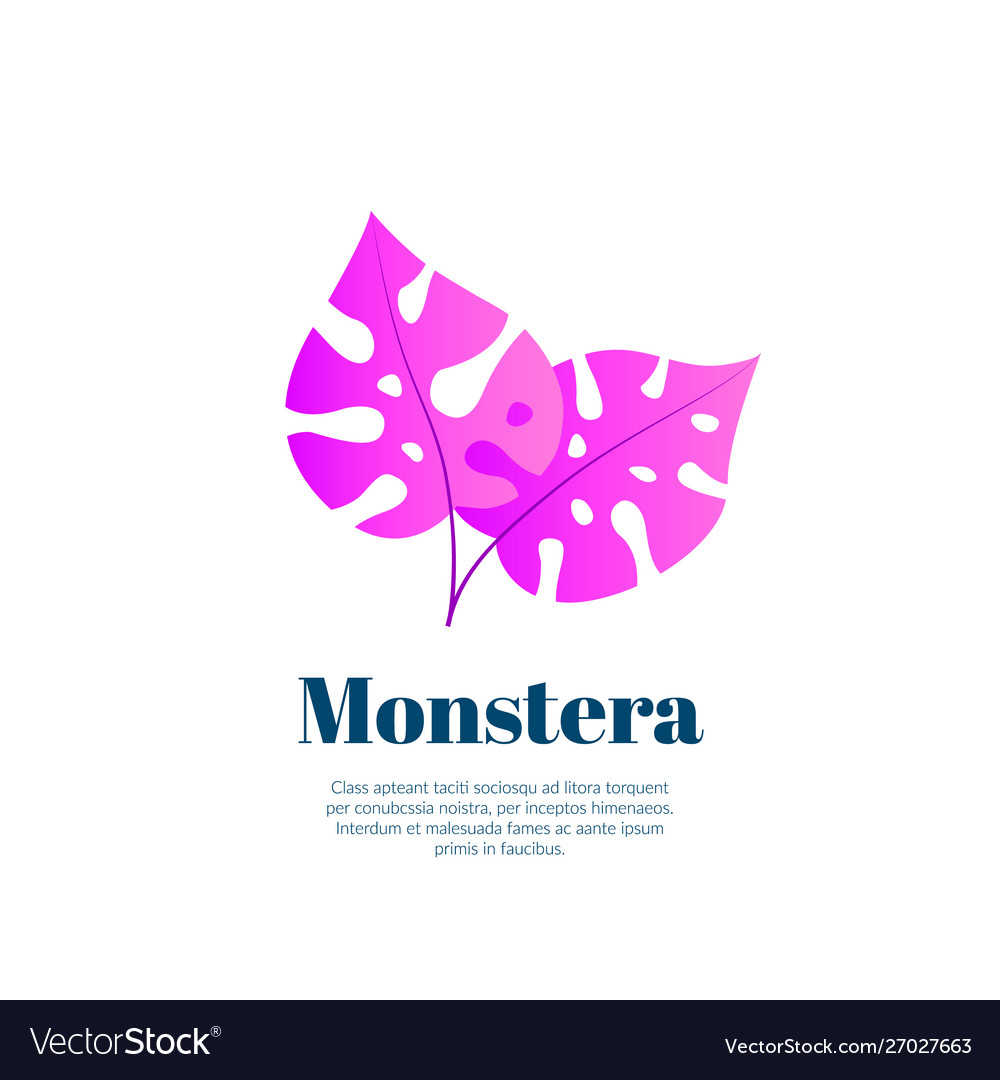 Monstera tropical leaves icon isolated on white vector image Monstera tropical leaves icon isolated on white