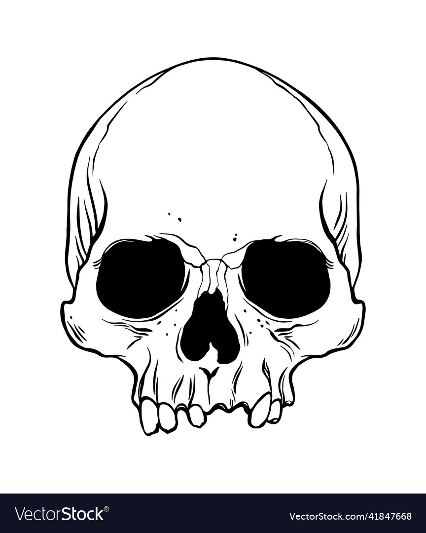 Detailed Anatomical Skull