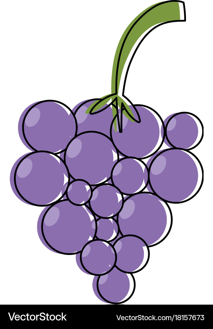 Grape fruit icon image Royalty Free Vector Image