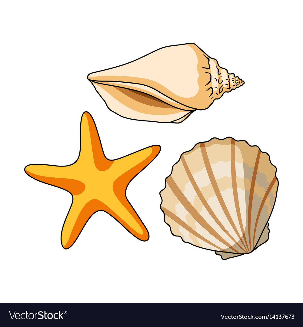 Seashells from the bottom of seasummer rest