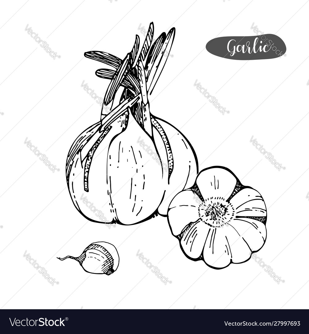 Garlic hand drawn detailed