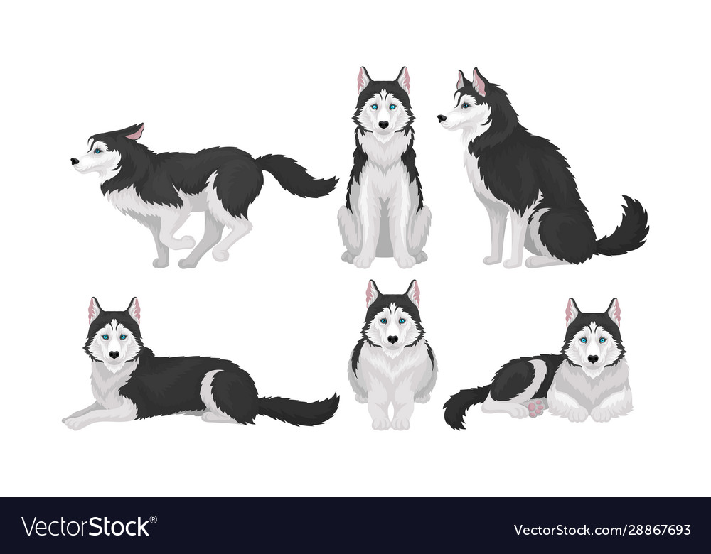 Husky in different poses isolated on white