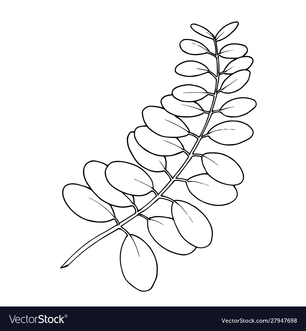 Eucalyptus leaves branch black and white Vector Image