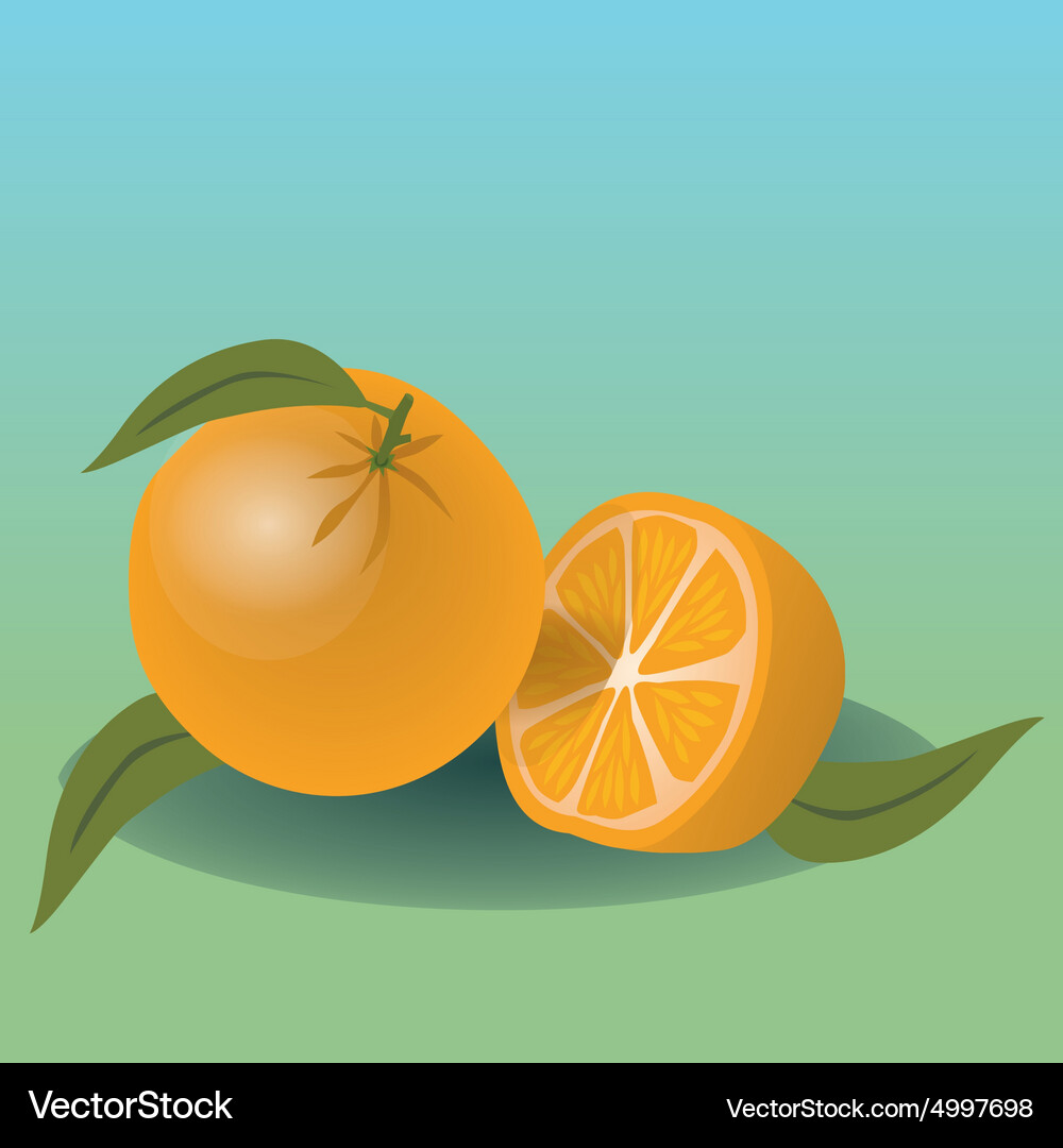Oranges Royalty Free Vector Image - VectorStock