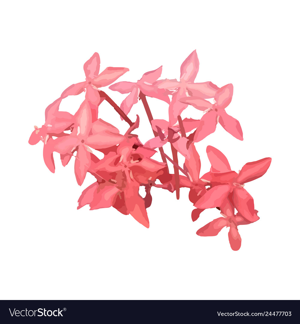 Ixora coccinea or jungle geranium aka flame Vector Image