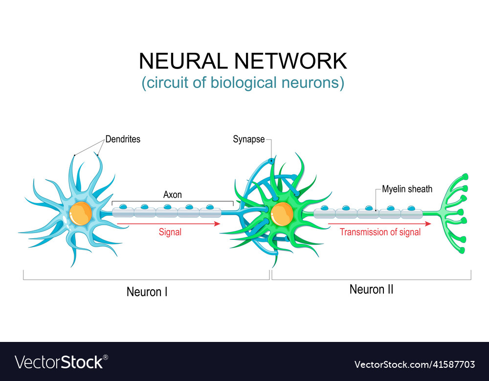 Neural Network Connections