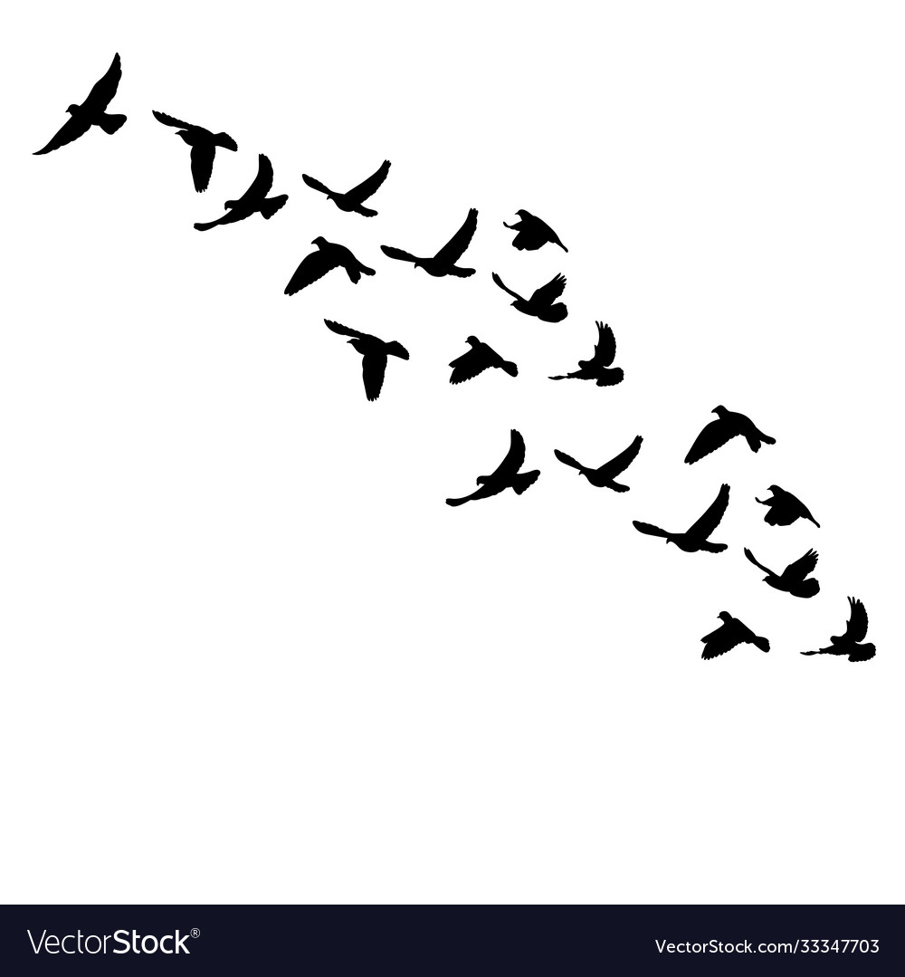 Silhouetted Bird Flock