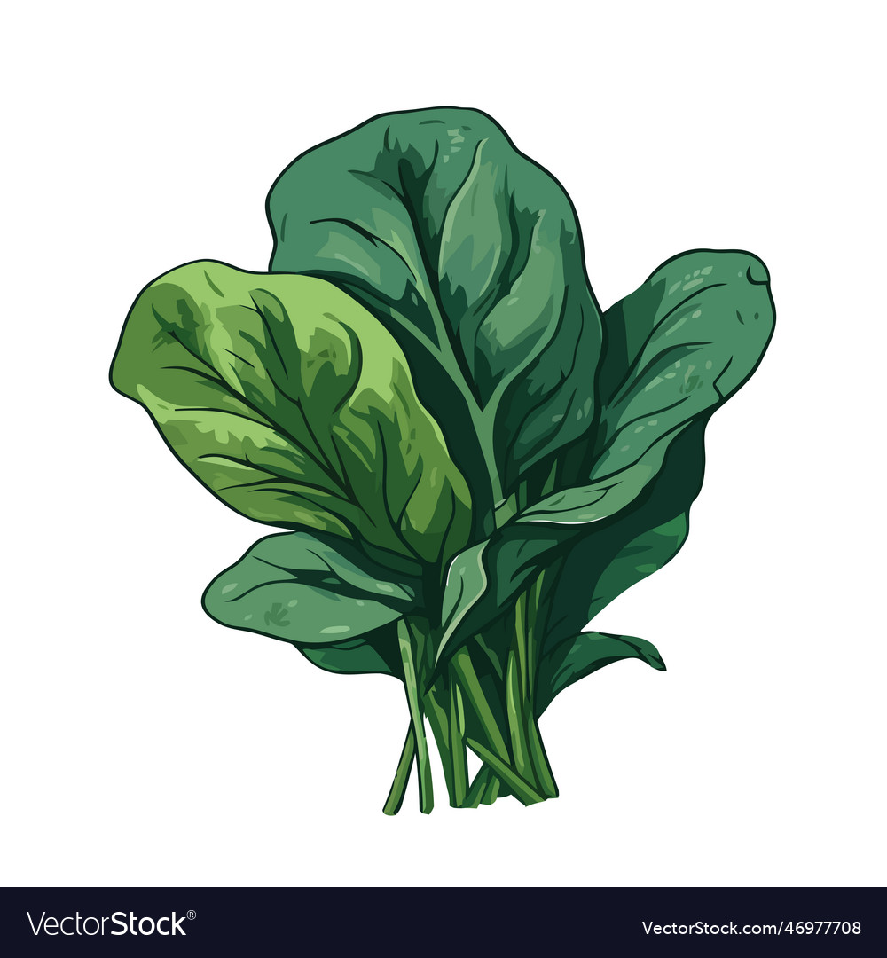 Fresh green vegetable salad healthy eating Vector Image