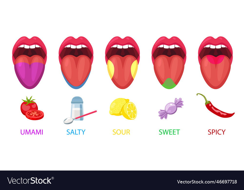 Five basic lingual areas such as umami salty Vector Image