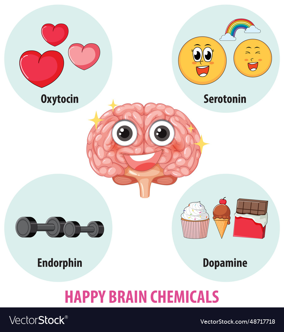 Healthy brain chemicals in human anatomy Vector Image