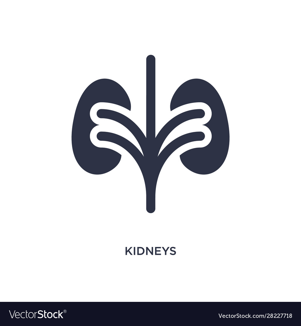 Kidneys icon on white background simple element Vector Image Kidneys icon on white background simple element