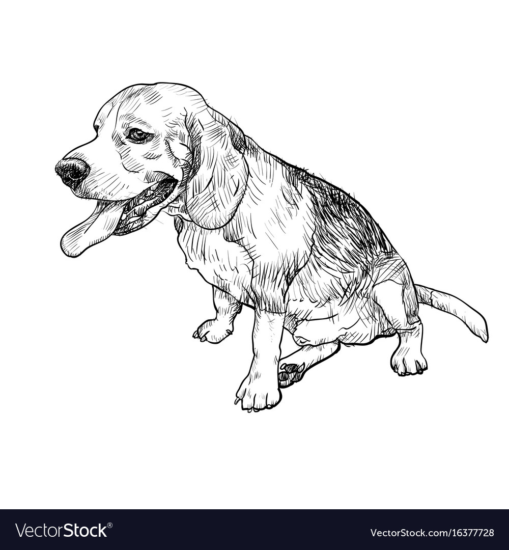 Drawing of adorable male beagle sitting Royalty Free Vector