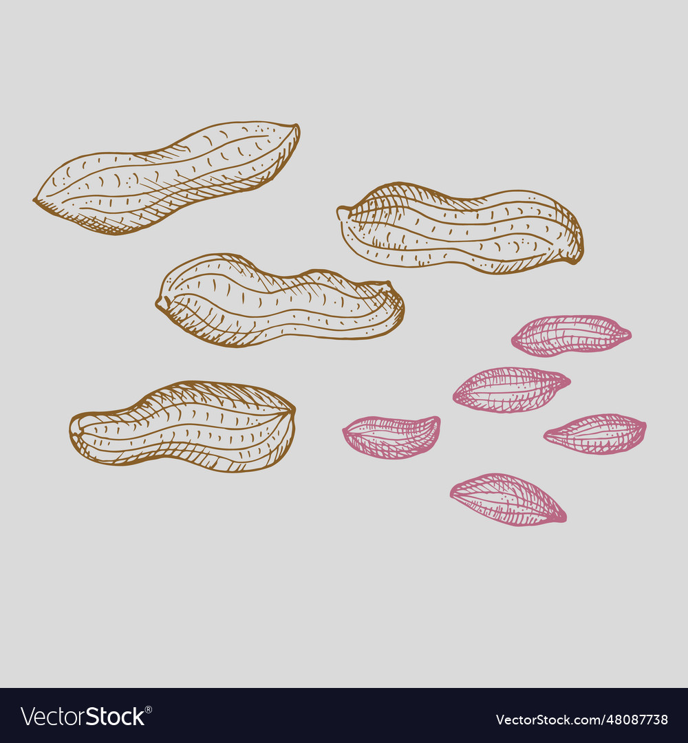 Peanut nuts drawing on isolated background
