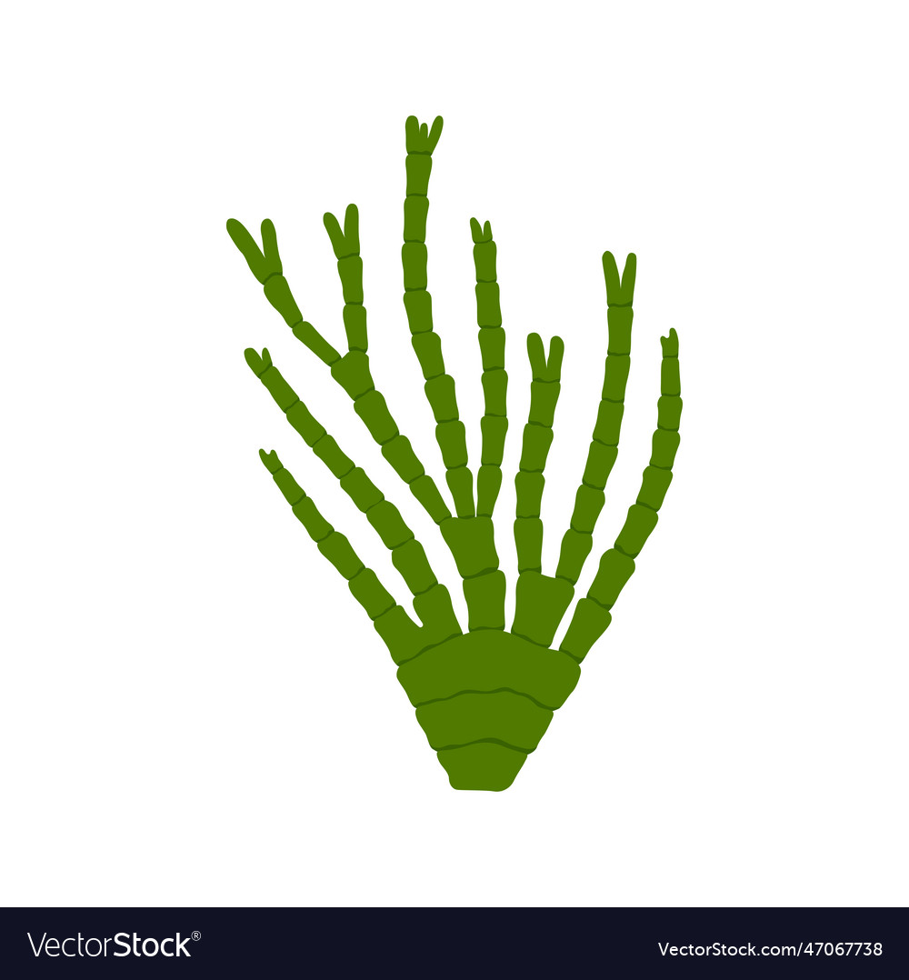 Sea coral in shape of branch isolated plant