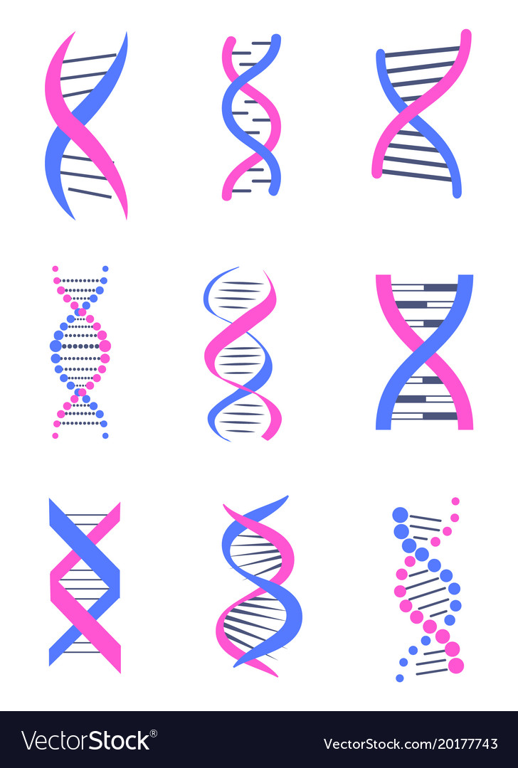 Set dna thread like chains colorful banner Vector Image