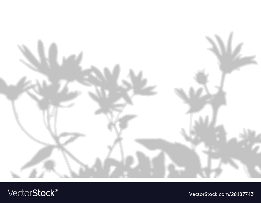 Shade exotic plants on white wall